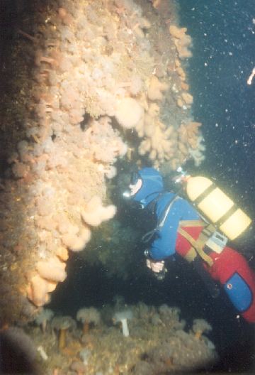 Peering into the anemone clad hull.