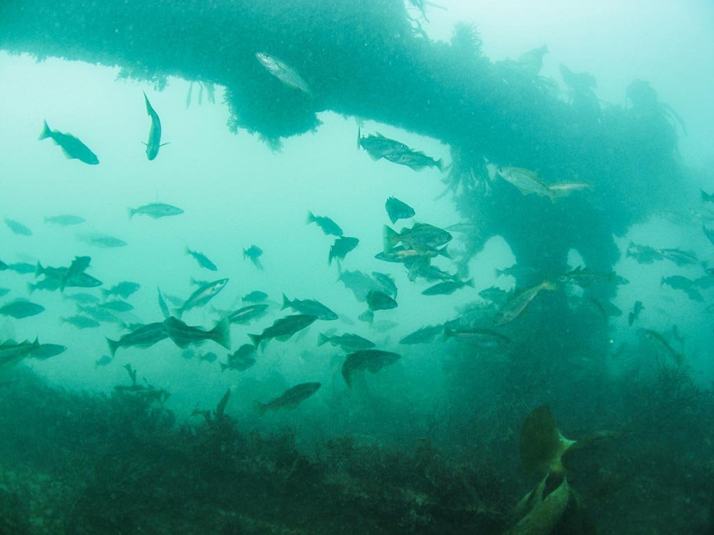 Always lots of fish to photograph. Courtesy Dan Bolt.