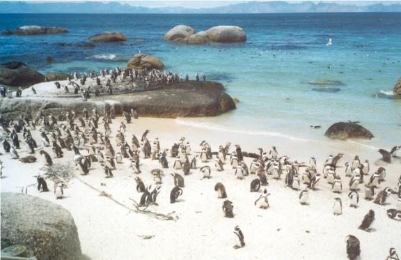 The 'jackass' or Cape penguins. The 'jackass' or Cape penguins.