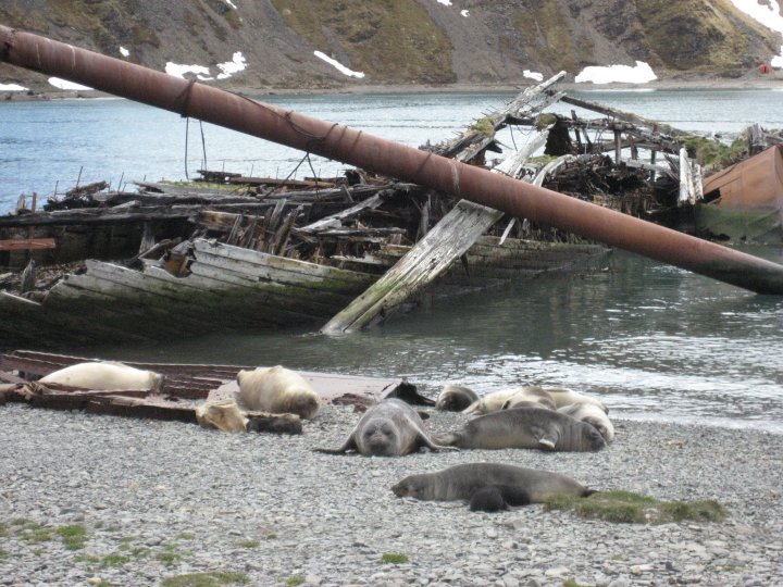 Small elephant seals (hunted these as well).