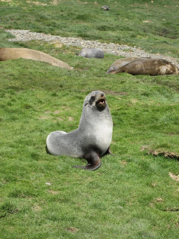 Fur seal (they hunted these).