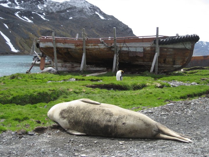 Elephant seal by rotting workboat.