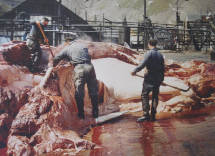 Carving the whale up on the slip.