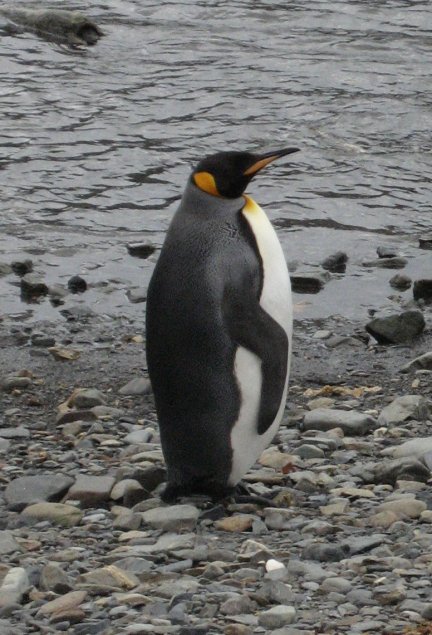 King penguin.